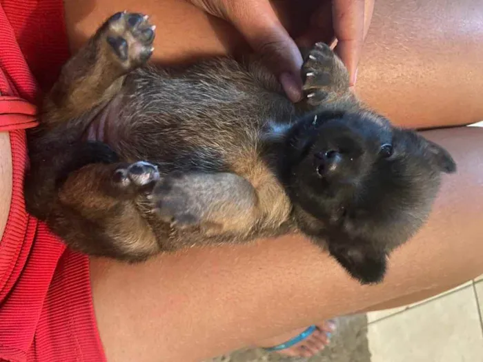 Cachorro raça Srd idade Abaixo de 2 meses nome Sasha