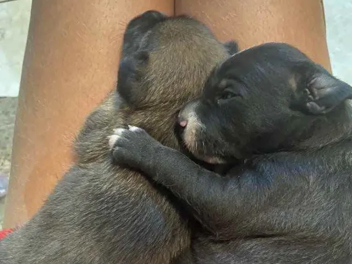 Cachorro raça Srd idade Abaixo de 2 meses nome Sasha