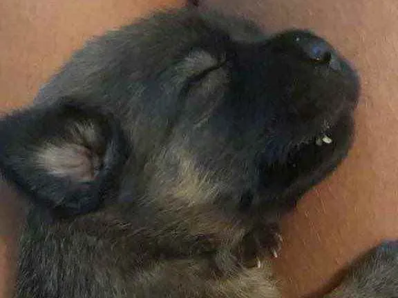 Cachorro raça Srd idade Abaixo de 2 meses nome Sasha