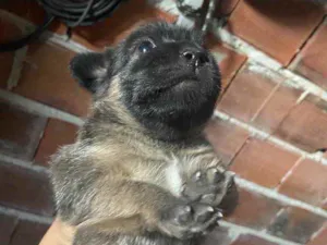 Cachorro raça Srd idade Abaixo de 2 meses nome Sasha