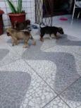 Rico