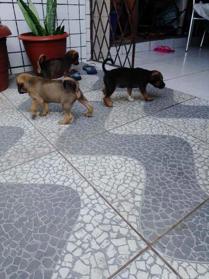 Cachorro raça SRD idade 2 a 6 meses nome Rico