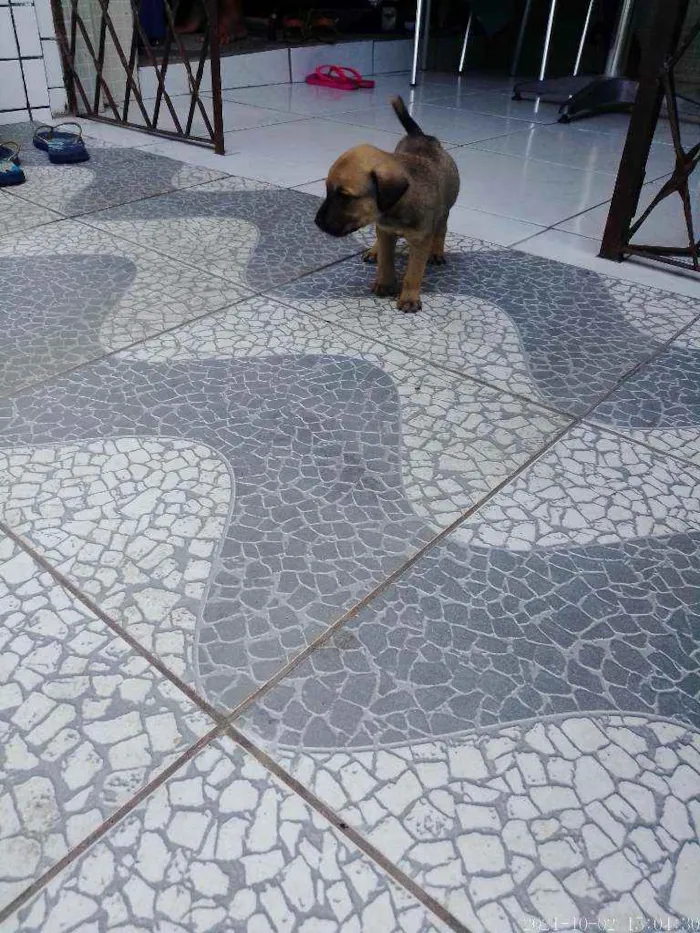 Cachorro raça SRD idade 2 a 6 meses nome Rico