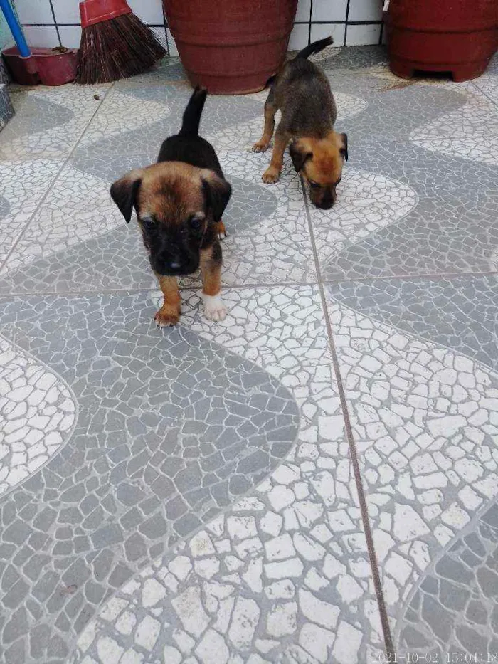 Cachorro raça SRD idade 2 a 6 meses nome Rico