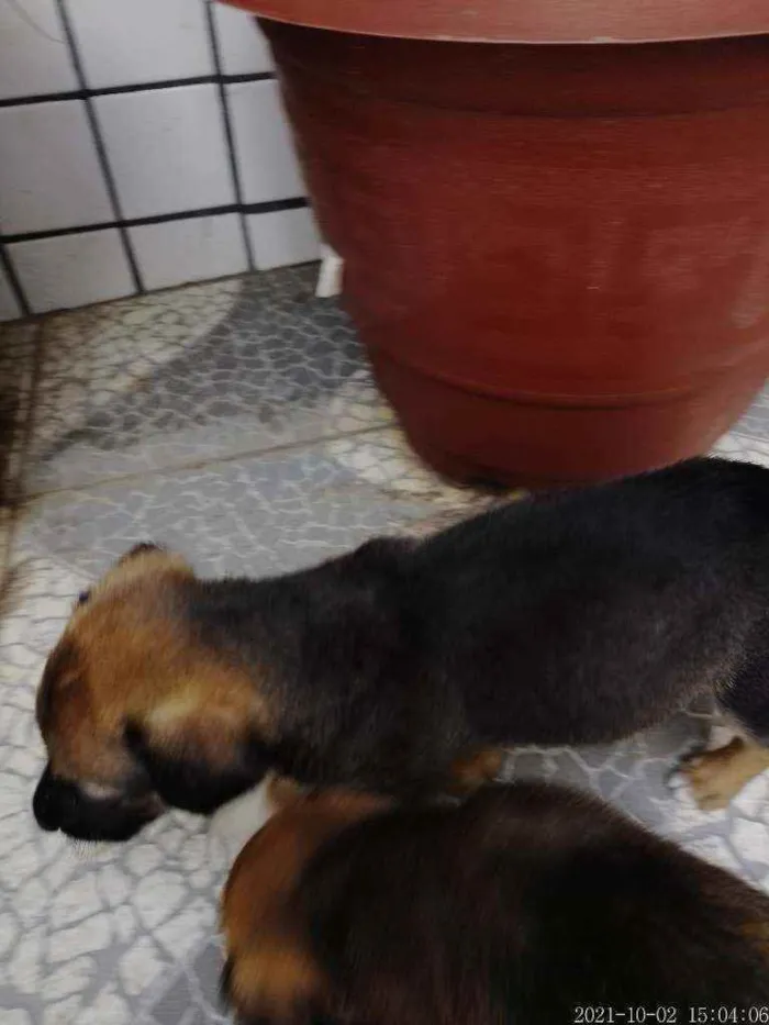 Cachorro raça SRD idade 2 a 6 meses nome Rico