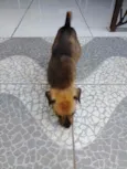 Rico