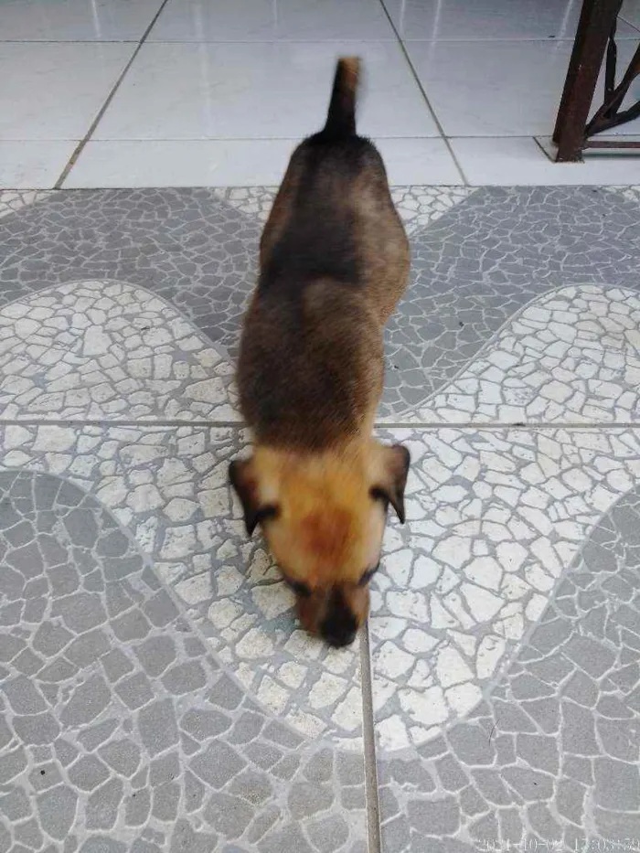 Cachorro raça SRD idade 2 a 6 meses nome Rico