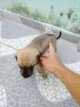 Rico