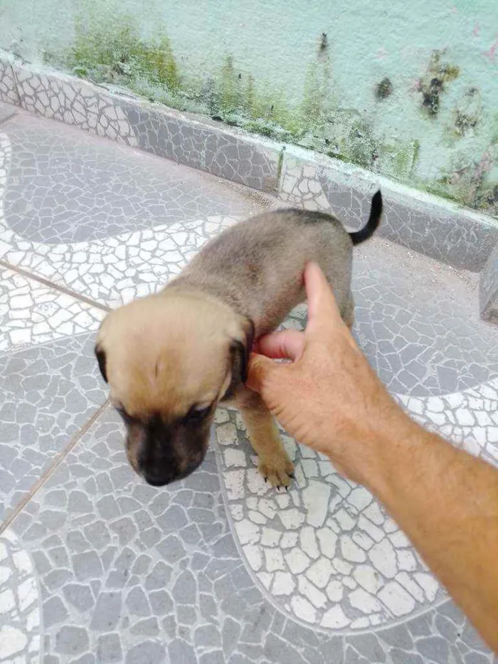 Cachorro raça SRD idade 2 a 6 meses nome Rico