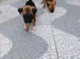 Rico