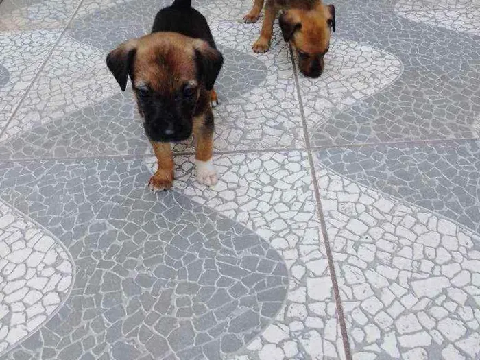 Cachorro raça SRD idade 2 a 6 meses nome Rico