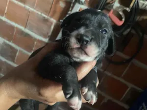 Cachorro raça Srd idade Abaixo de 2 meses nome Cristal