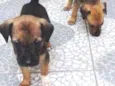 Rico
