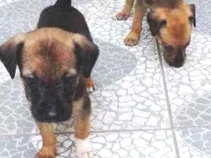 Cachorro raça SRD idade 2 a 6 meses nome Rico