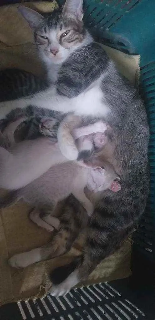 Gato ra a Sem Raça Definida  idade Abaixo de 2 meses nome Sem Nome