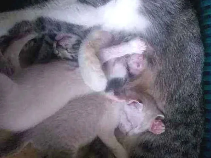 Gato ra a Sem Raça Definida  idade Abaixo de 2 meses nome Sem Nome