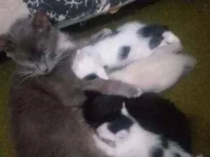 Gato raça Sem Raça Definida  idade Abaixo de 2 meses nome Sem Nome