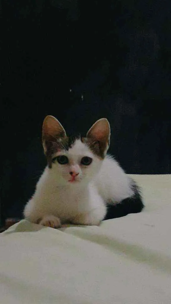 Gato ra a SRD idade Abaixo de 2 meses nome Ágatha