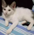 Gato ra a SRD idade Abaixo de 2 meses nome Ágatha