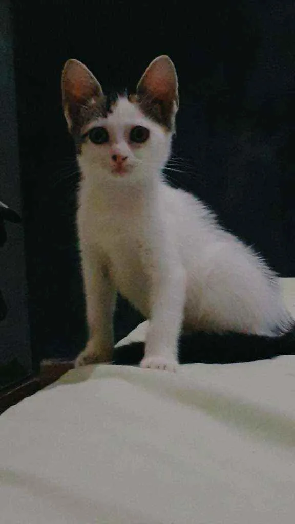 Gato ra a SRD idade Abaixo de 2 meses nome Ágatha