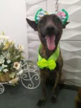Cachorro raça SRD idade 1 ano nome Hiena