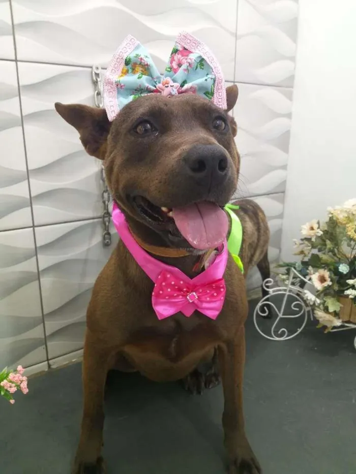Cachorro raça mix American Staffordshire Ter idade 2 anos nome Kiara