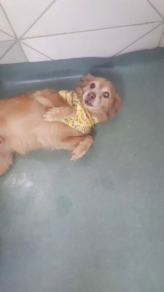 Cachorro ra a mix cocker idade 6 ou mais anos nome Tito