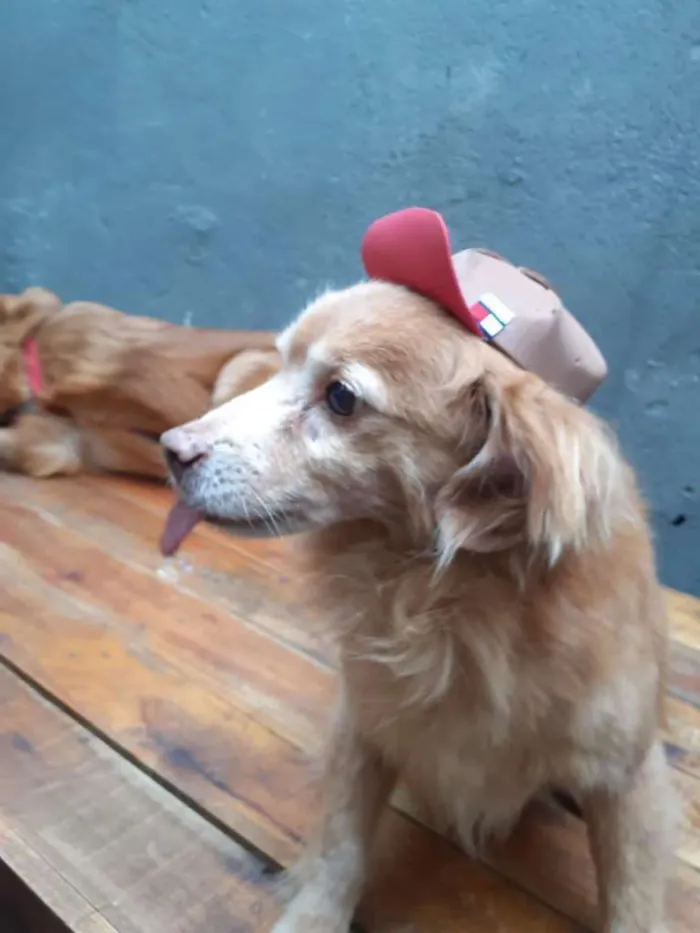 Cachorro ra a mix cocker idade 6 ou mais anos nome Tito