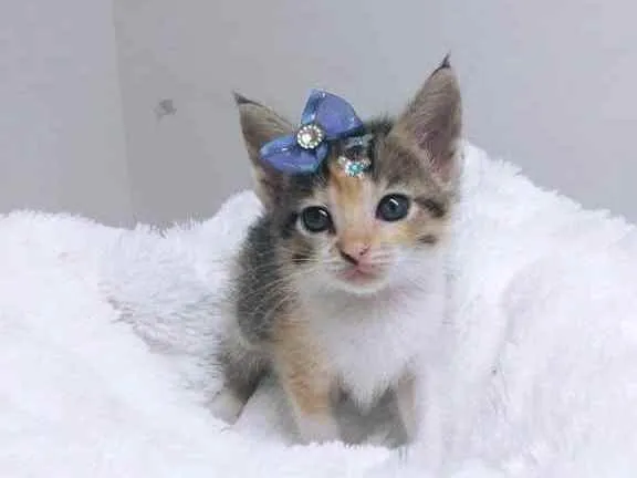 Gato raça Tricolor peluda  idade Abaixo de 2 meses nome Gaya