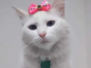 Gato raça Srd idade 1 ano nome Marrye 