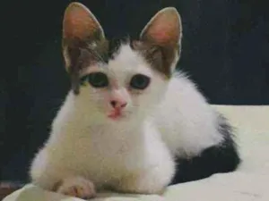 Gato raça SRD idade Abaixo de 2 meses nome Ágatha