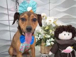 Cachorro raça SRD idade 1 ano nome Leninha