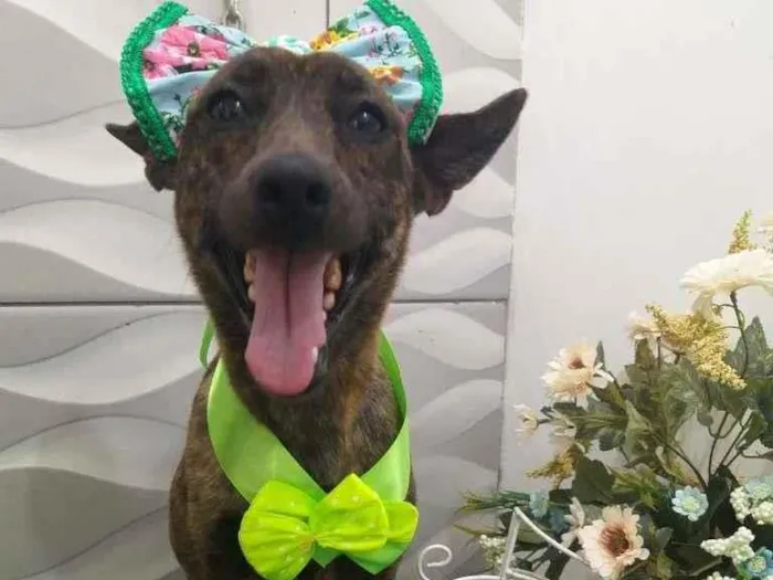 Cachorro raça SRD idade 1 ano nome Hiena