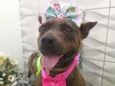 Cachorro raça mix American Staffordshire Ter idade 2 anos nome Kiara