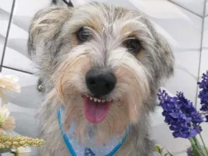 Cachorro raça SRD-ViraLata idade 2 anos nome Luke