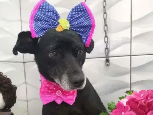 Cachorro raça SRD-ViraLata idade 2 anos nome Neguinha