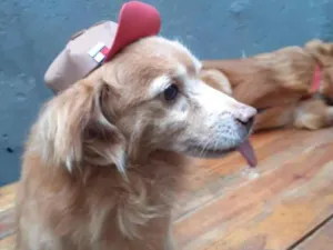 Cachorro raça mix cocker idade 6 ou mais anos nome Tito