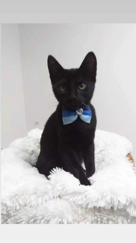 Gato raça Srd idade 2 a 6 meses nome Jordan