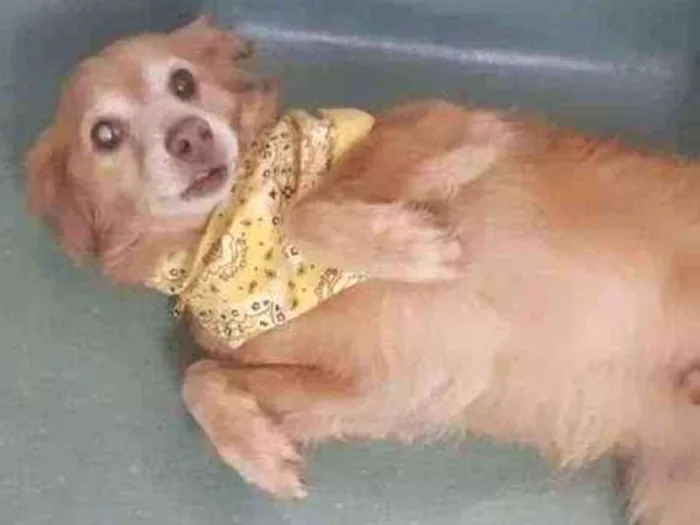 Cachorro ra a mix cocker idade 6 ou mais anos nome Tito