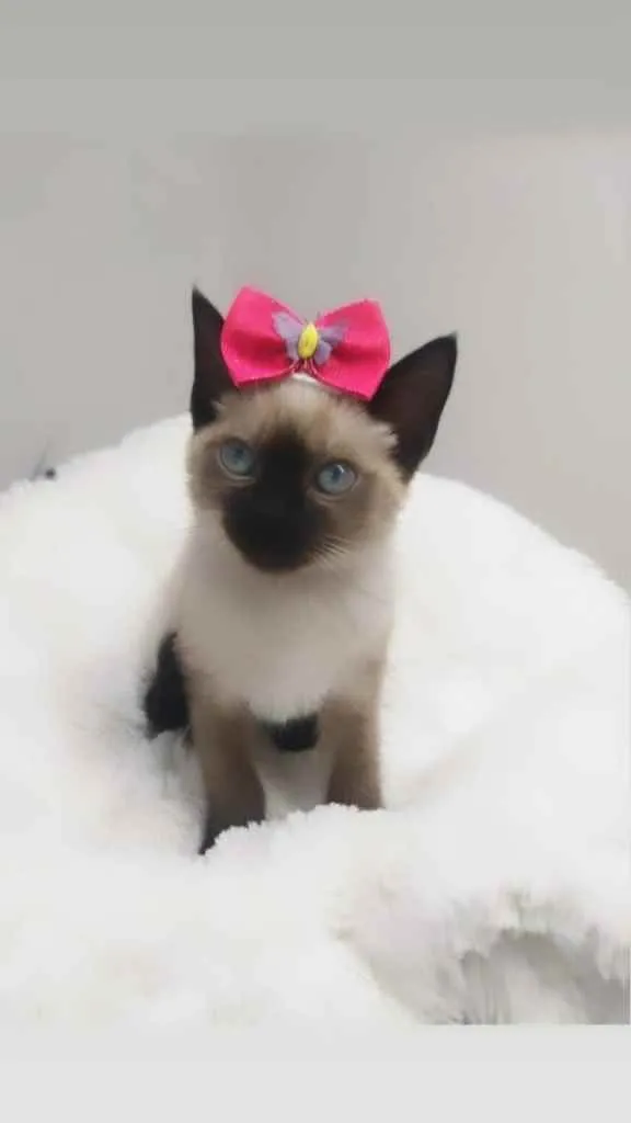 Gato raça Srd idade 2 a 6 meses nome Pink