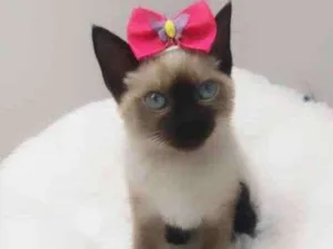 Gato raça Srd idade 2 a 6 meses nome Pink