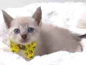 Gato raça Srd idade Abaixo de 2 meses nome Kobe
