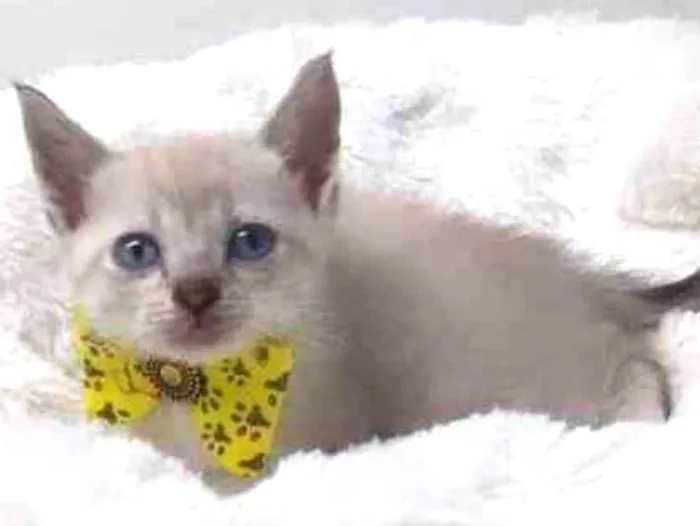 Gato raça Srd idade Abaixo de 2 meses nome Kobe