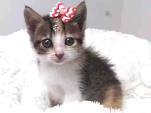 Gato raça Tricolor peluda  idade Abaixo de 2 meses nome Atena