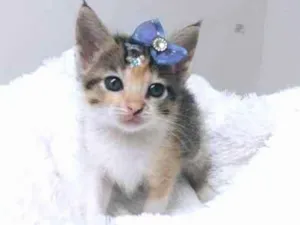 Gato raça Tricolor peluda  idade Abaixo de 2 meses nome Gaya