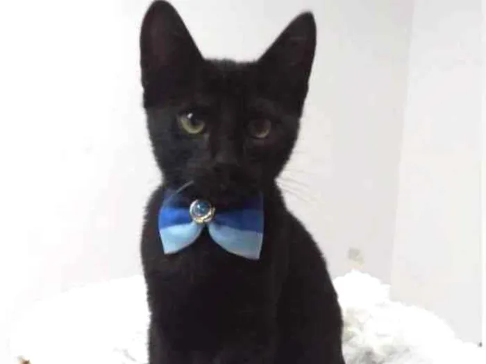 Gato raça Srd idade 2 a 6 meses nome Jordan