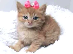 Gato raça Srd idade Abaixo de 2 meses nome Summer