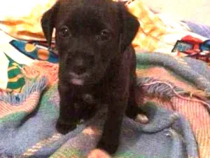 Cachorro raça Grifon Barbudo  idade 2 anos nome Max 