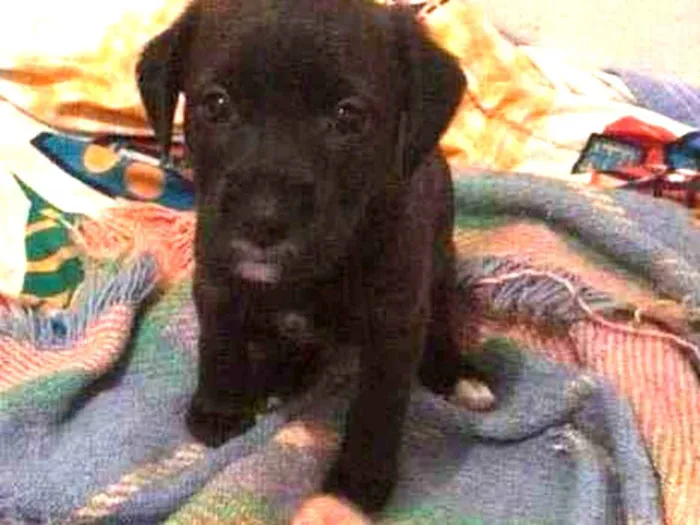 Cachorro ra a Grifon Barbudo  idade 2 anos nome Max 