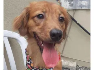 Cachorro raça Srd idade 1 ano nome Alok